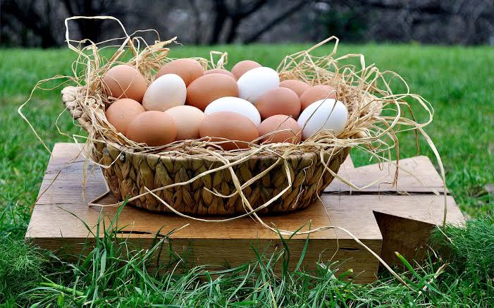 Serbest gezen tavuklar ve köy yumurtası